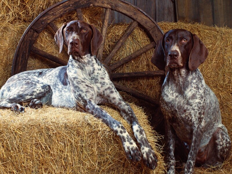 Two German Shorthaired Pointers — Brown