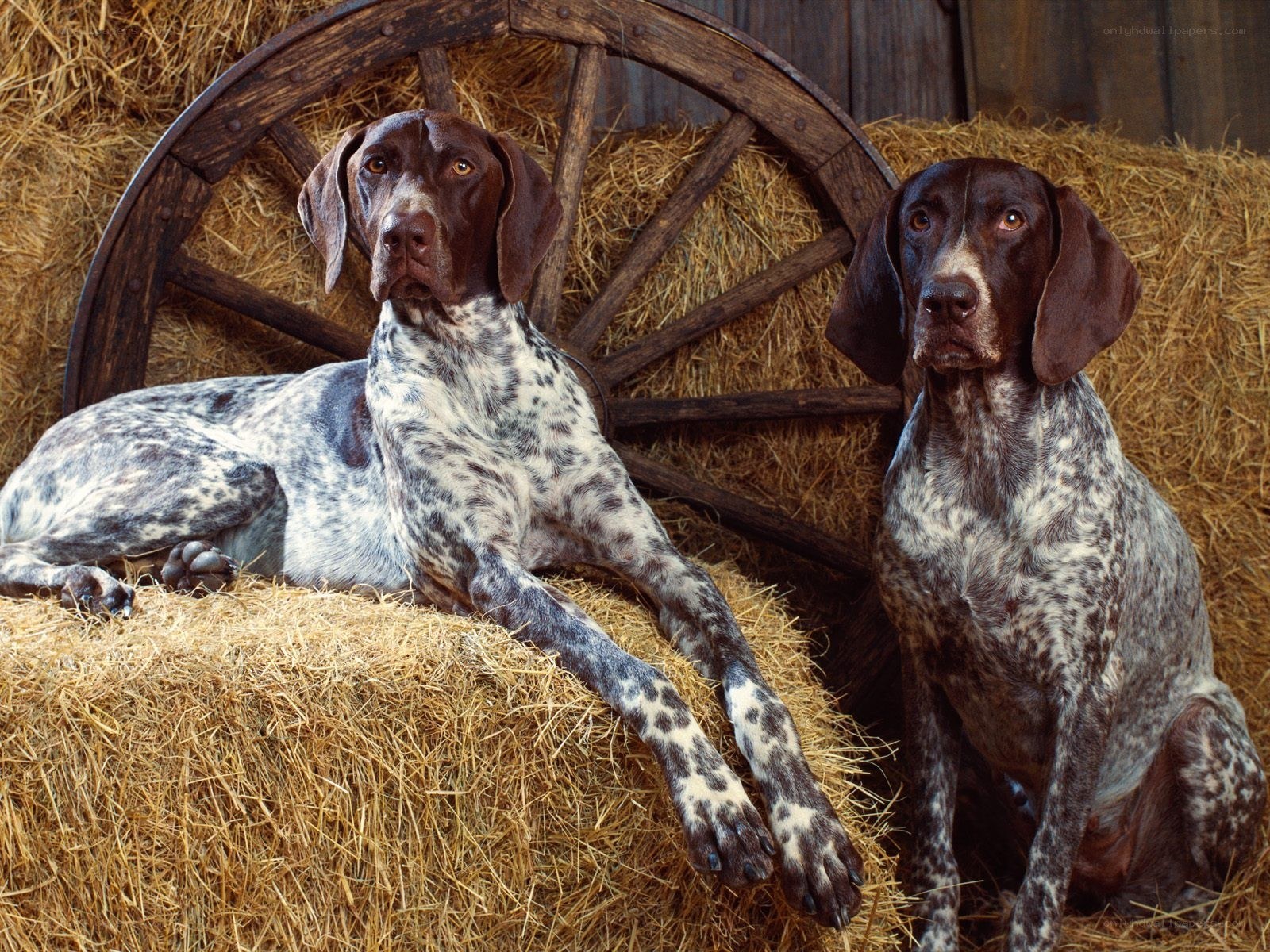 Two German Shorthaired Pointers on hay