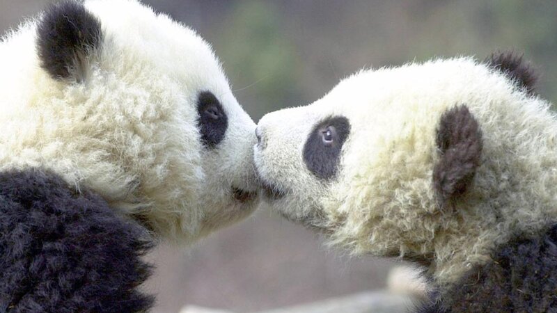 Two Giant Panda Cubs