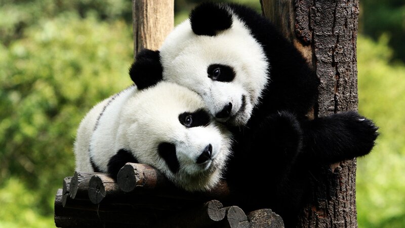 Two Giant Pandas — Black, Calm, Afternoon, Photograph