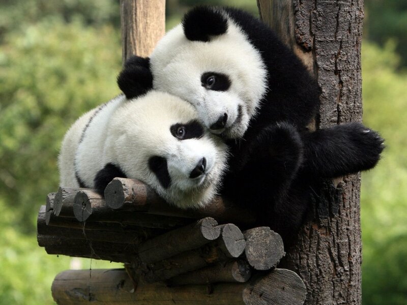 Two Giant Pandas — Black, Calm, Afternoon