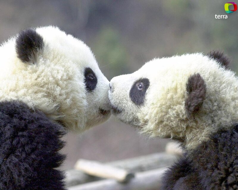 Two Giant Pandas — Black, Calm, Photograph, Panda Cubs
