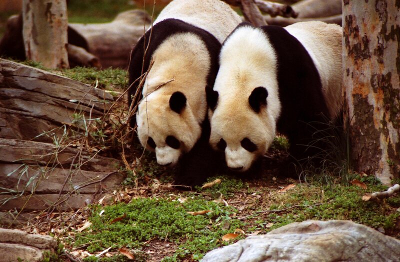 Two Giant Pandas — Black, Calm, Photograph