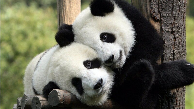 Two Giant Pandas — Black, Calm, Photograph, Tree