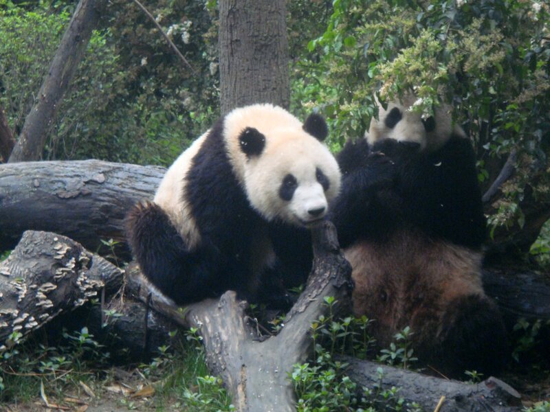 Two Giant Pandas — Black, Calm, Photograph, Trees