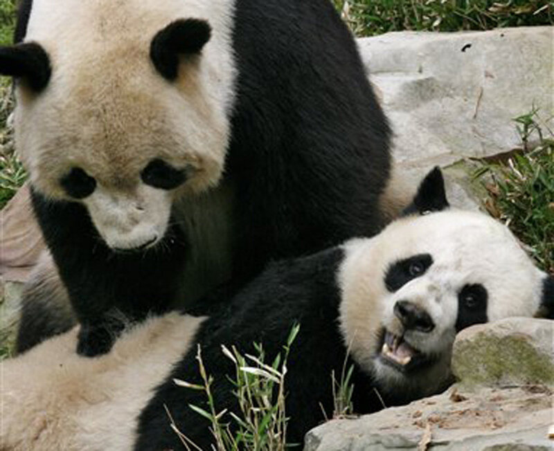Two Giant Pandas — Black, Calm