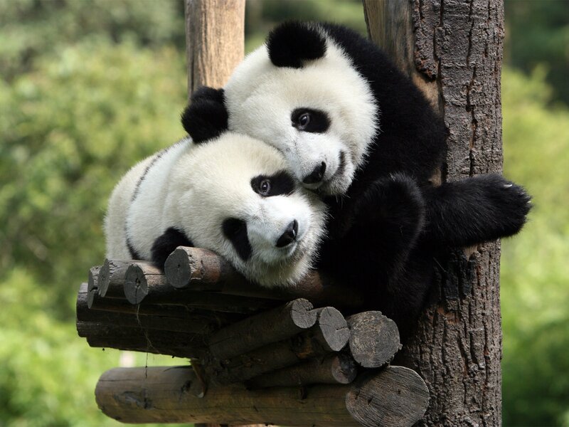Two Giant Pandas — Black, Peaceful