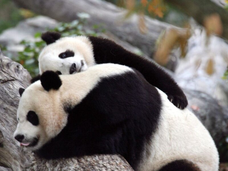 Two Giant Pandas — Black
