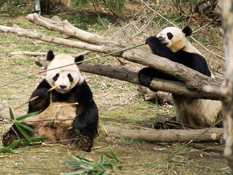 Two Giant Pandas Eating — Black