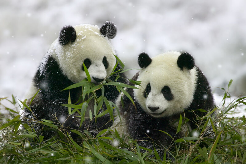 Two Giant Pandas Eating