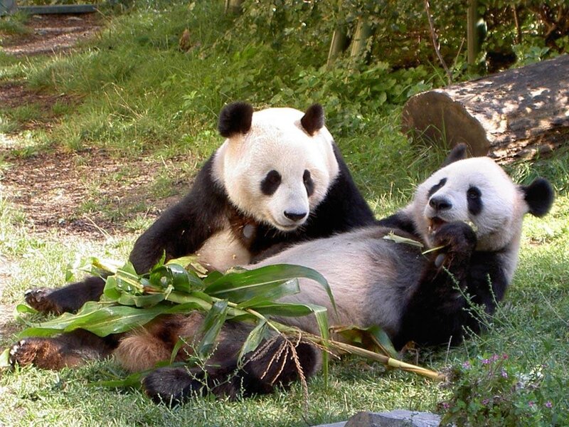 Two Giant Pandas — Green, Calm, Afternoon