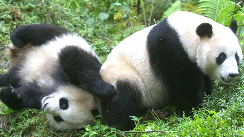 Two Giant Pandas — Green, Calm, Photograph