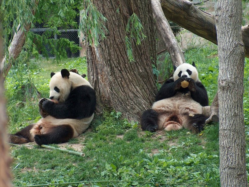 Two Giant Pandas — Green, Calm