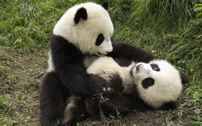 Two Giant Pandas Playing — Green, Playful