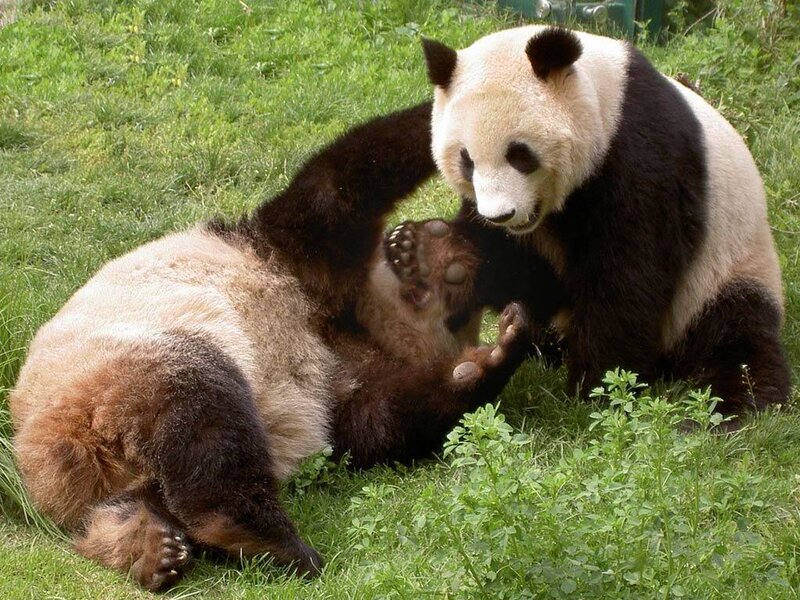 Two Giant Pandas Playing — Green