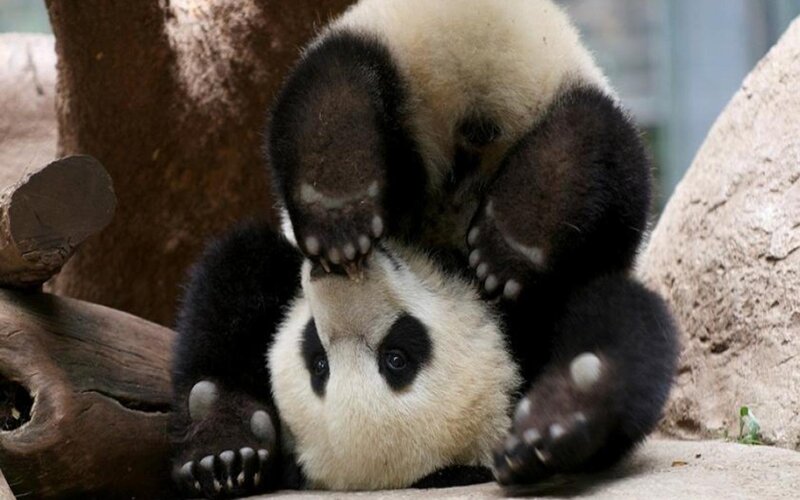 Two Giant Pandas Playing