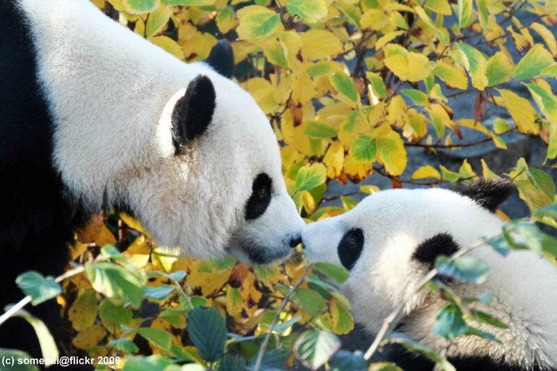 Two Giant Pandas — Yellow