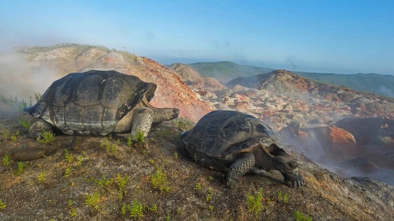 Two Giant Tortoises — Blue