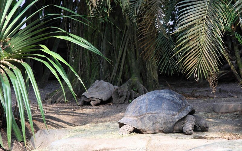 Two Giant Tortoises — Green