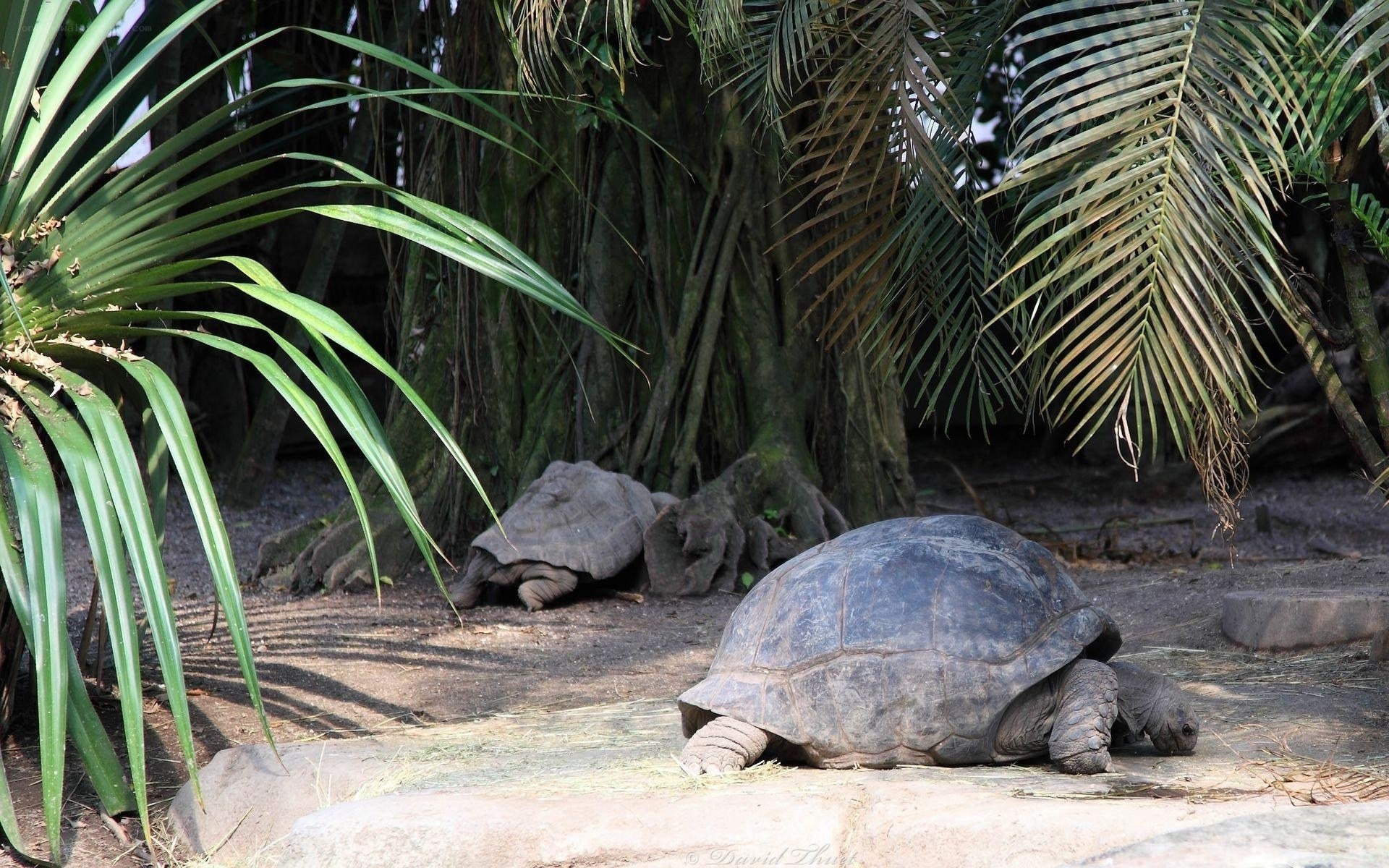 Two giant tortoises in a tropical enclosure