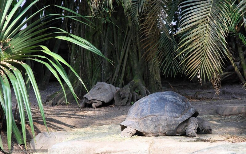 Two giant tortoises in a tropical enclosure
