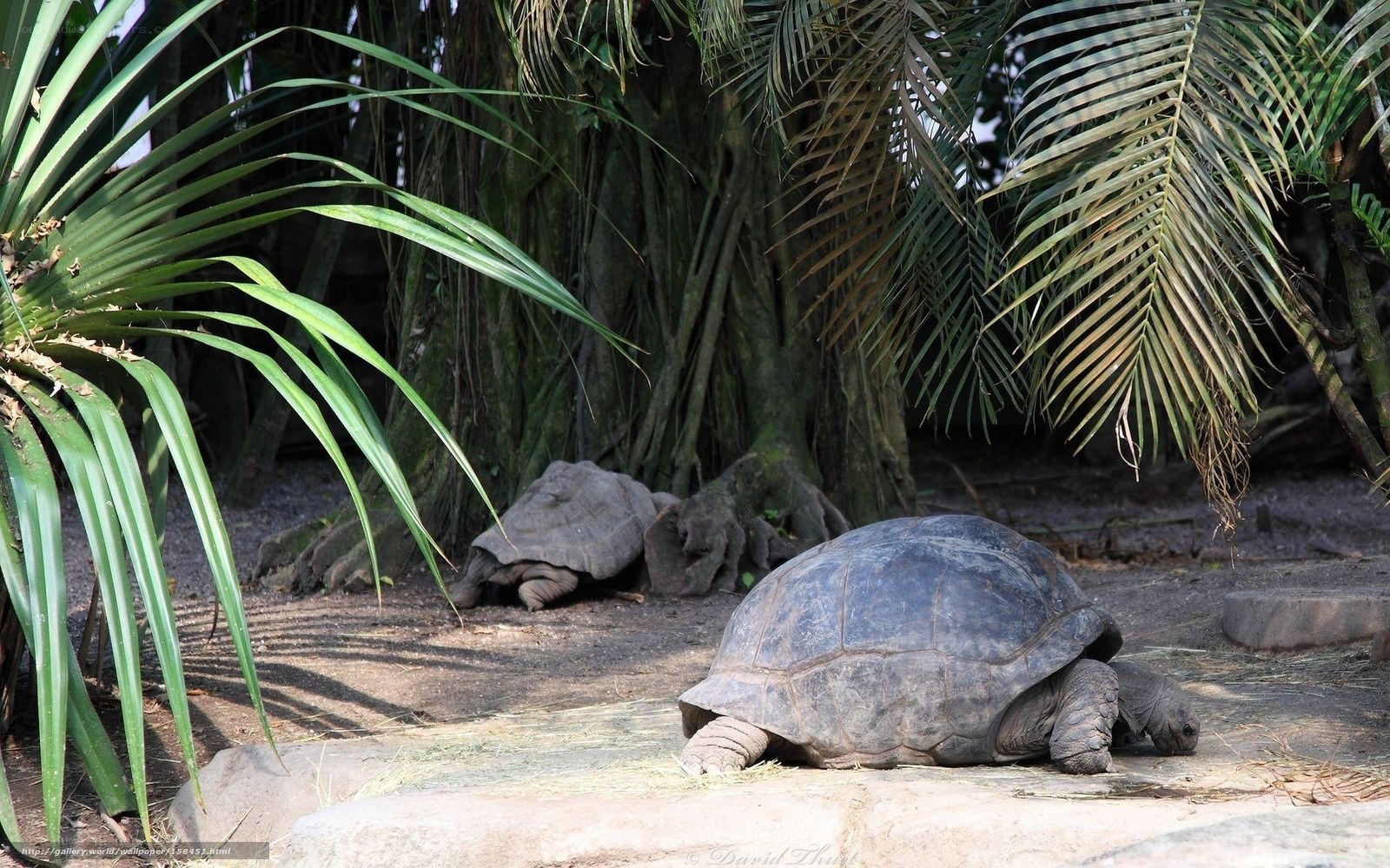 Two giant tortoises in a tropical enclosure