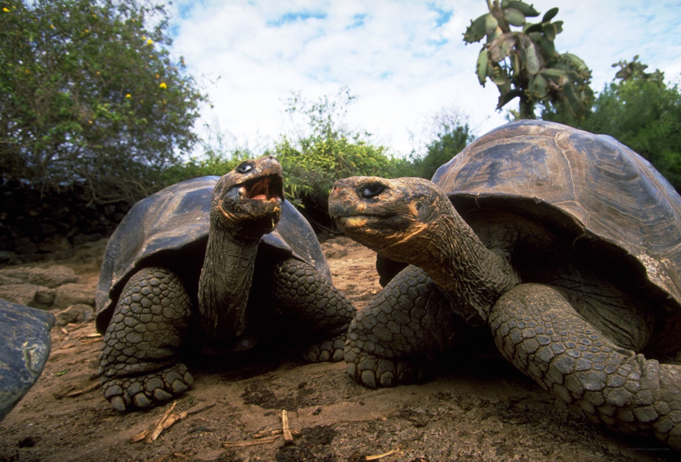 two giant tortoises interacting