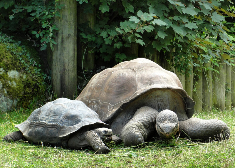 Two Giant Tortoises