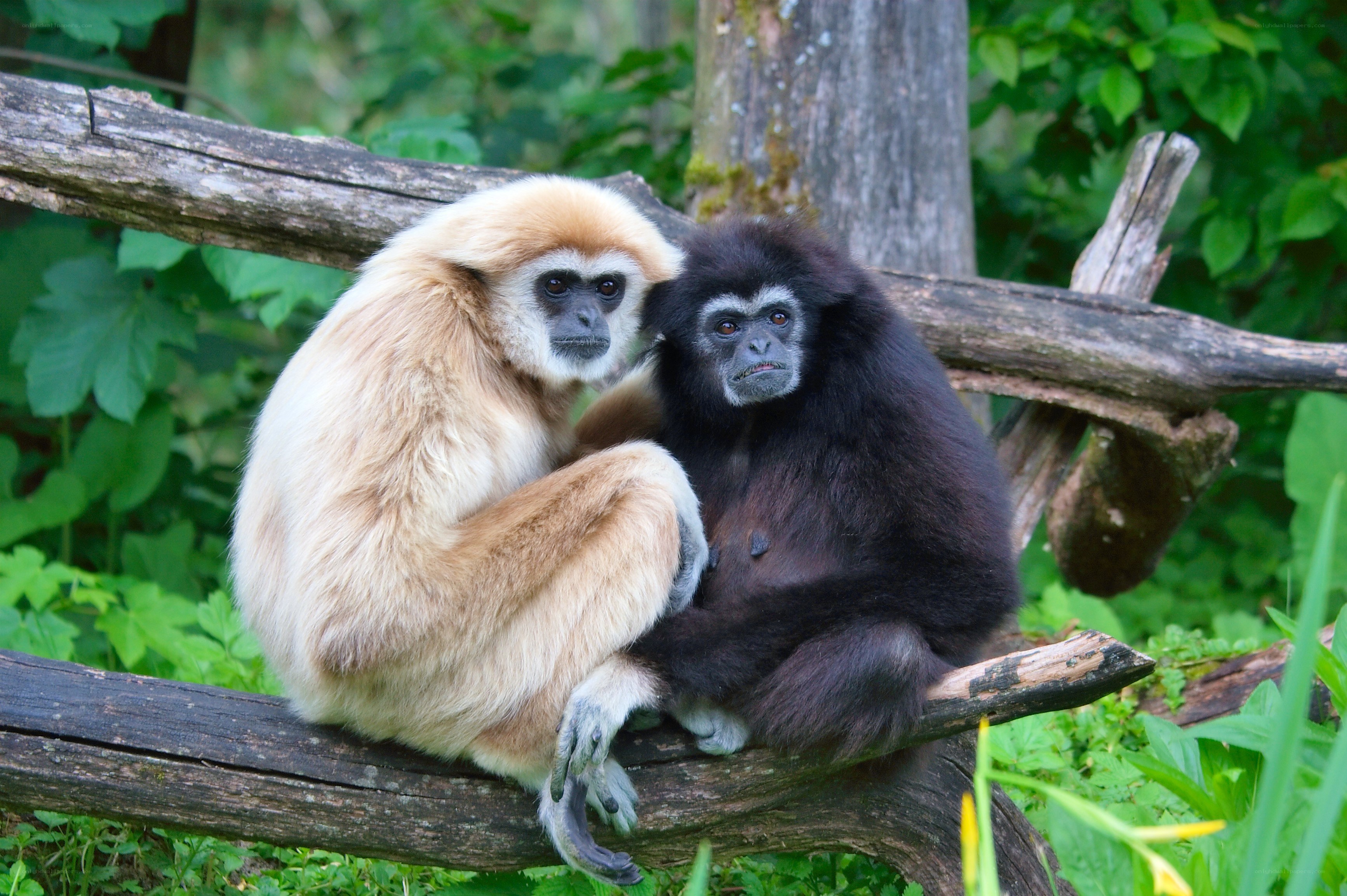 Two gibbons on a branch
