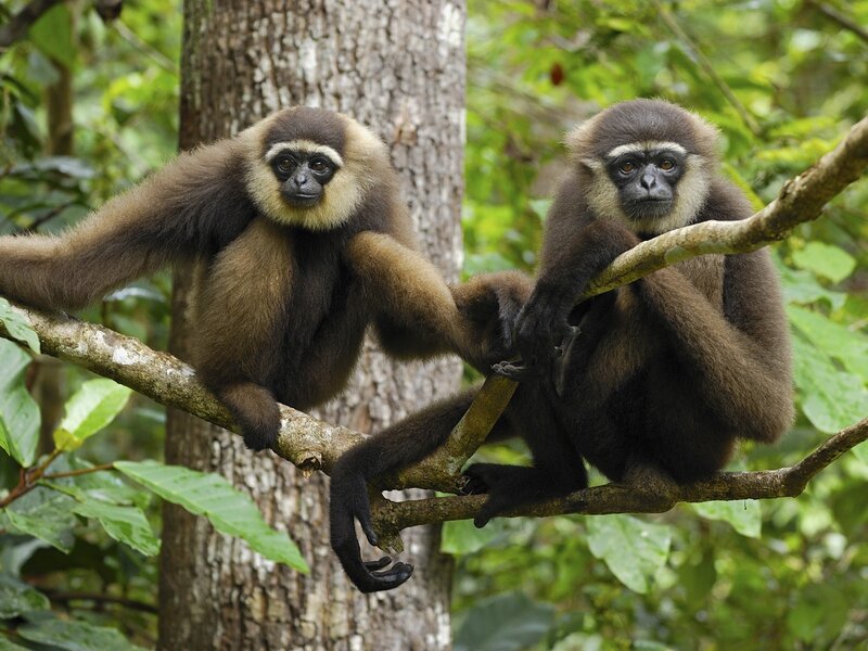 Two Gibbons on Branch — Brown, Calm