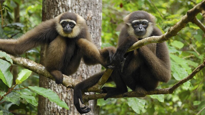 Two Gibbons on Branch — Brown