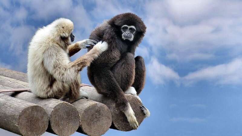Two Gibbons on Logs