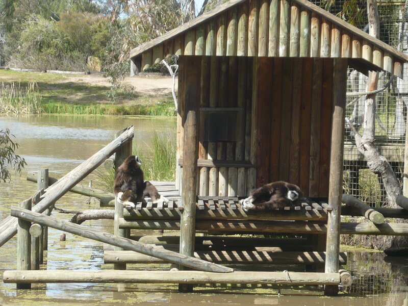 Two Gibbons on Platform