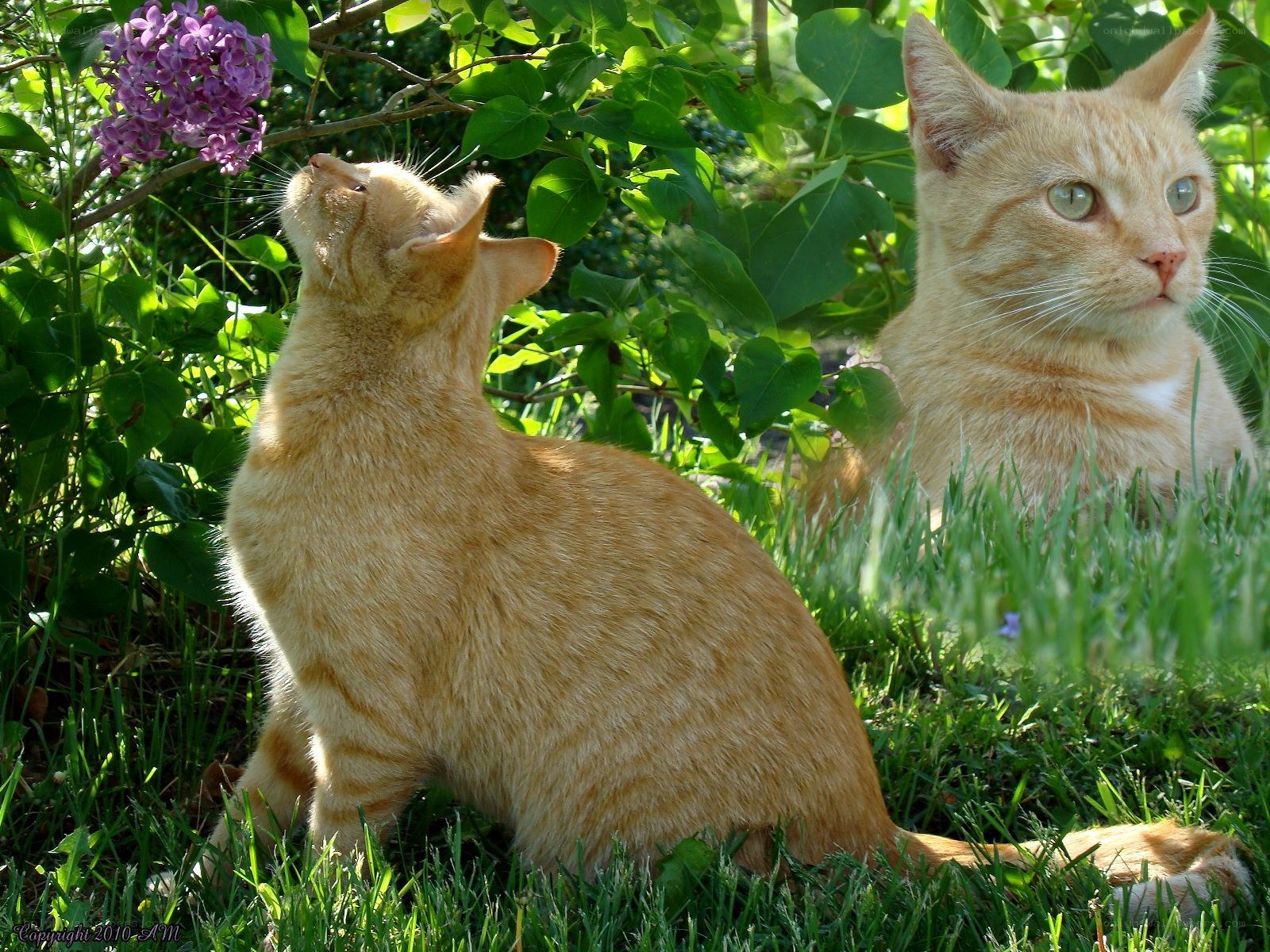 Two ginger cats in a garden