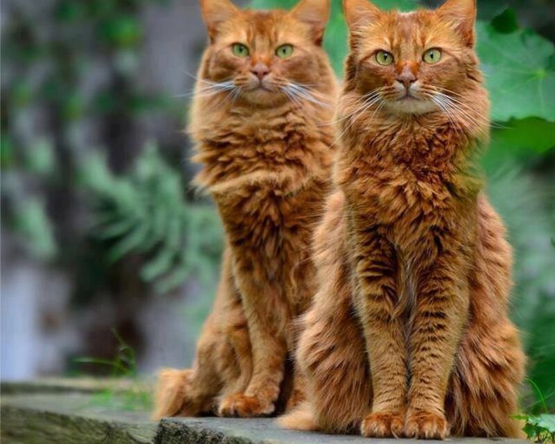 Two Ginger Cats