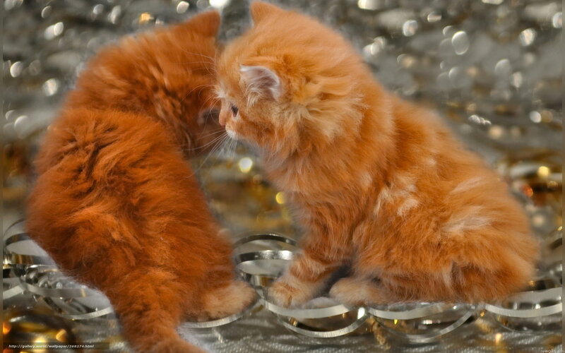 Two ginger kittens playing