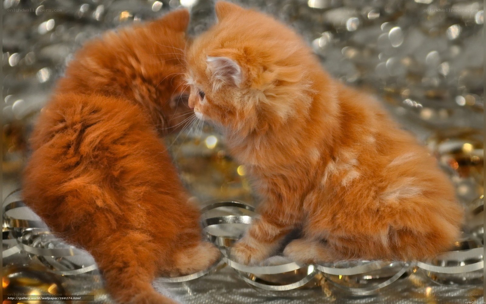 Two ginger kittens playing