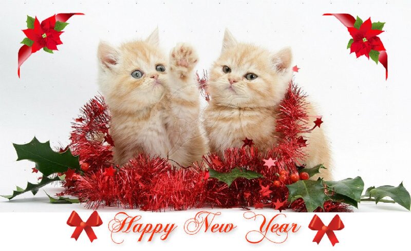 Two Ginger Kittens — Red, Festive