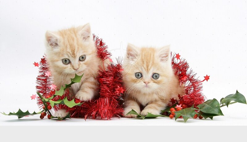 Two Ginger Kittens — White, Festive