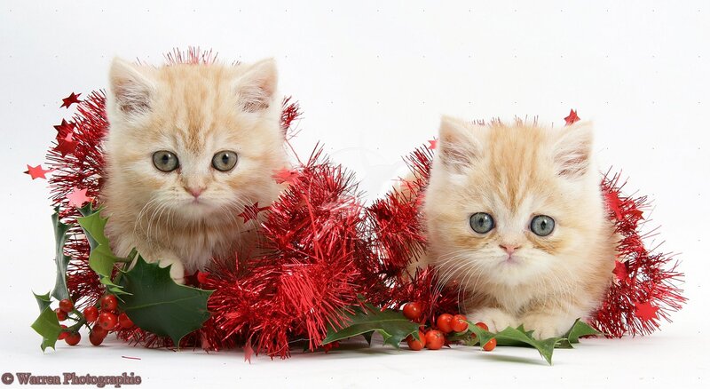 Two Ginger Kittens — White