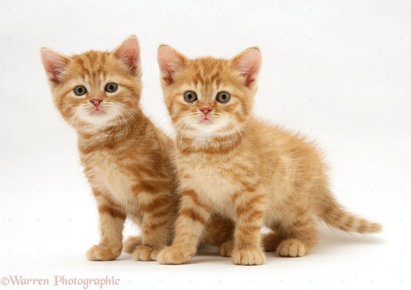Two Ginger Tabby Kittens