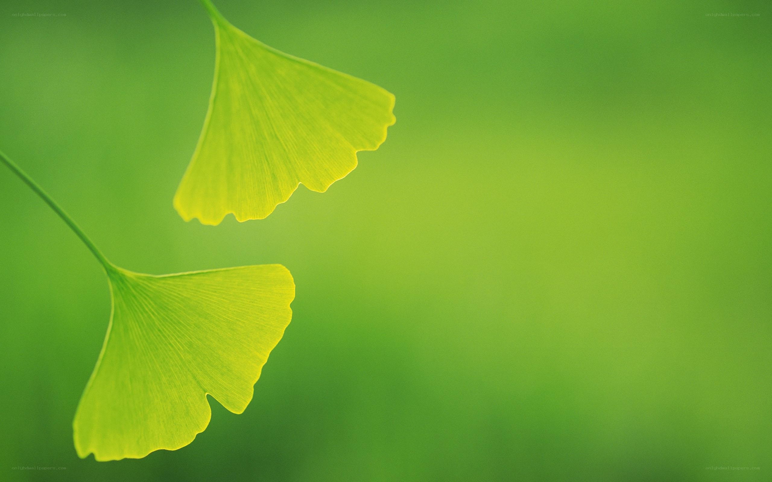 Two ginkgo leaves on green