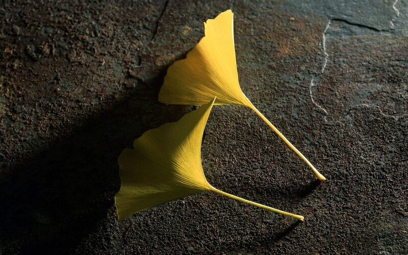 Two Ginkgo Leaves on Stone