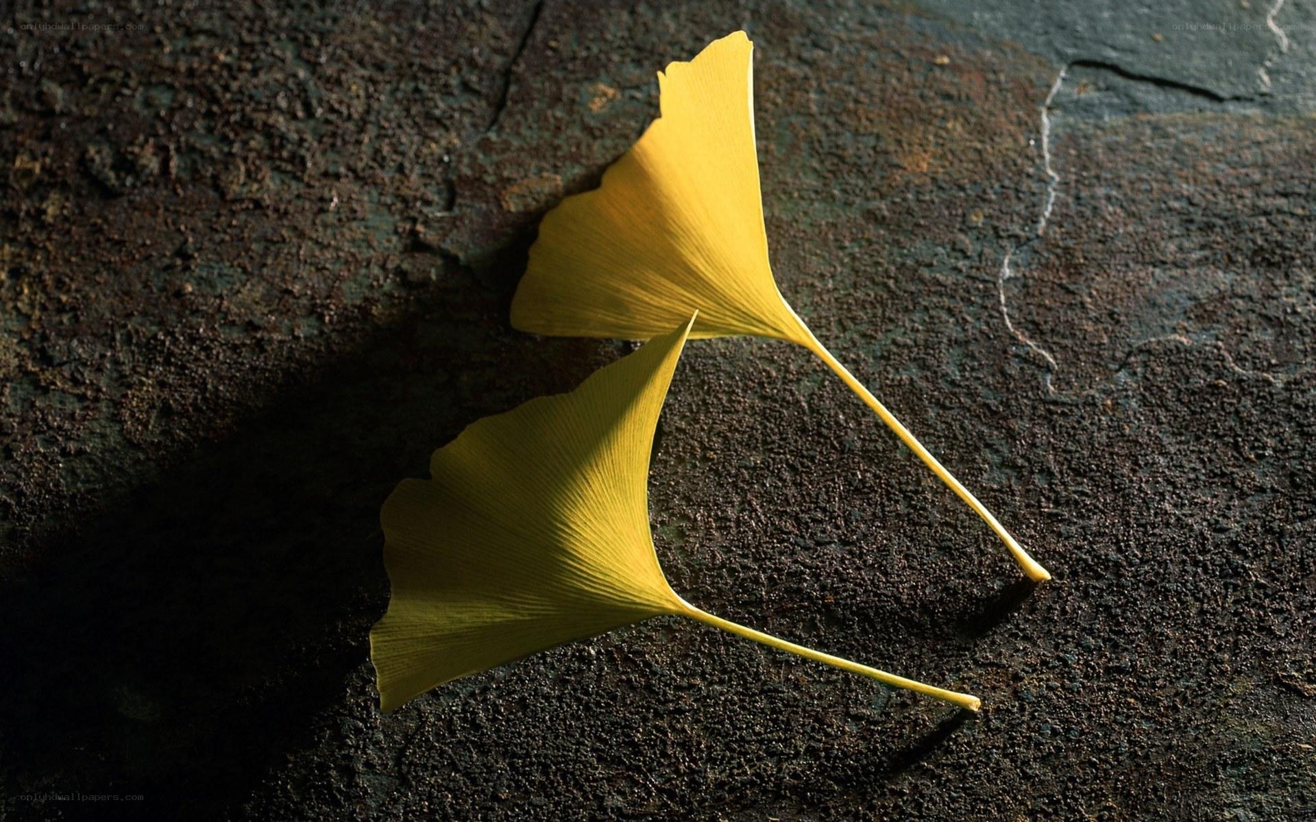Two Ginkgo Leaves on Stone