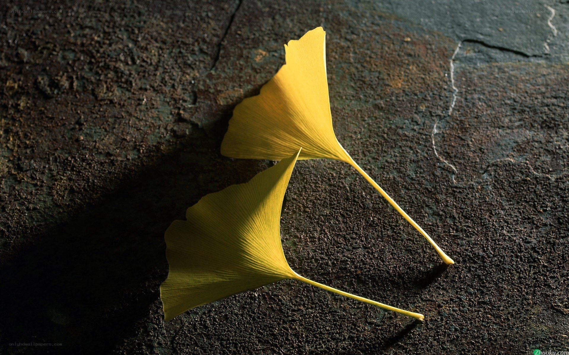 Two Ginkgo Leaves on Stone