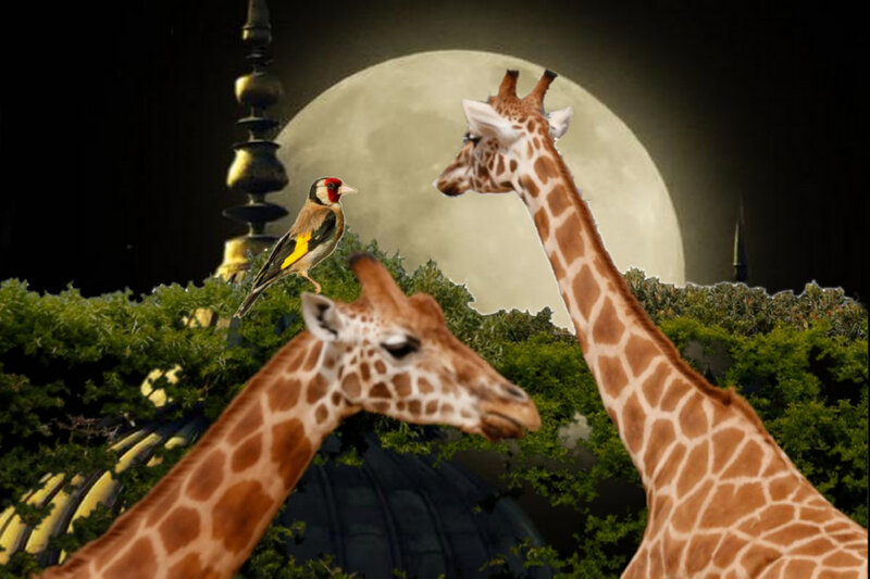 Two Giraffes and a Bird