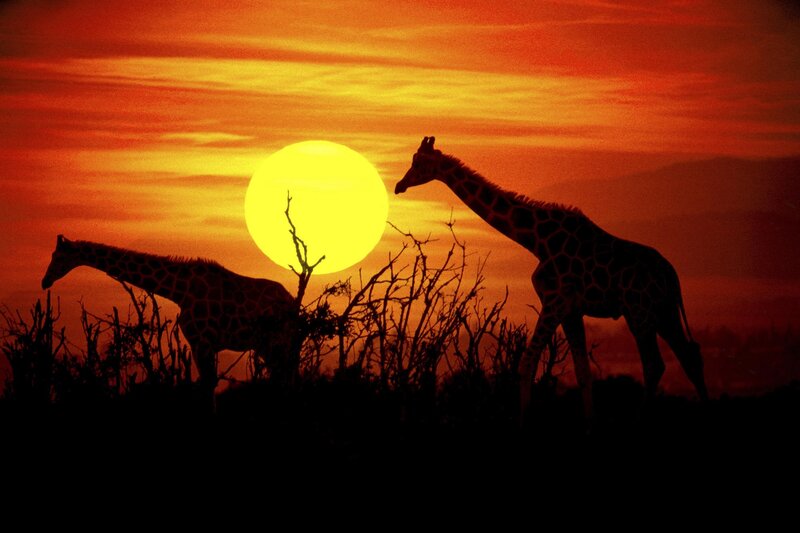 Two Giraffes at Sunset — Orange, Dramatic, Photograph
