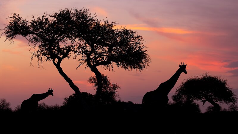 Two Giraffes at Sunset