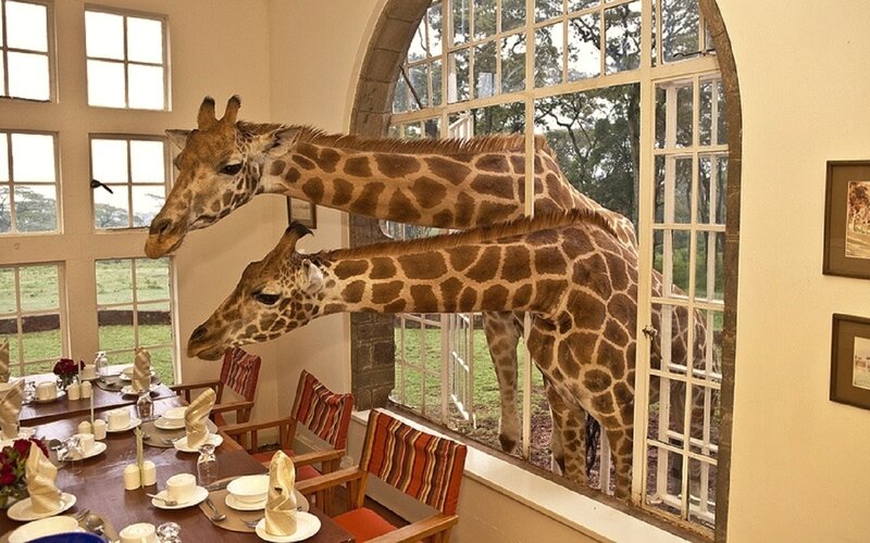 Two Giraffes at Window