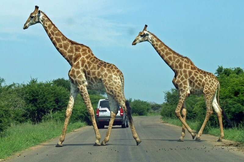 Two Giraffes Crossing Road